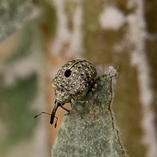 Réf. 234 964 : Cionus sp.